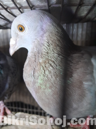 pigeon